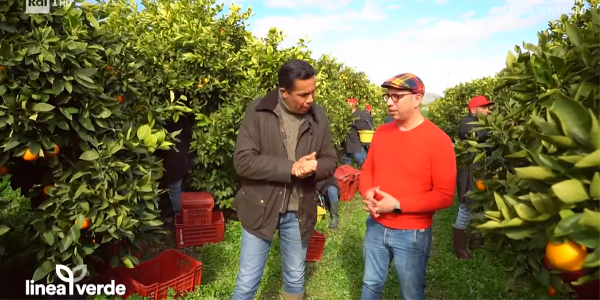 Le Arance Barbera protagoniste a Linea Verde: tradizione, qualità e passione